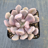 Graptoveria 'Topsy Debbie' AKA Lilac Spoons 丘比特