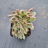 Aeonium Sunburst crested 灿烂缀化