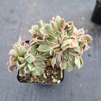 Aeonium Sunburst crested 灿烂缀化