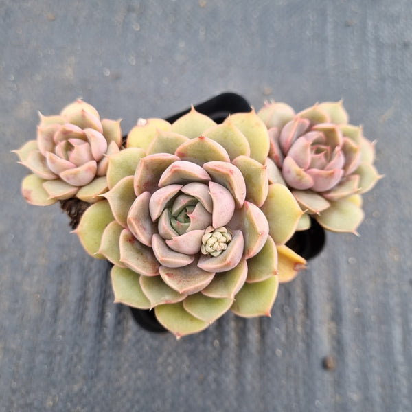 Echeveria Pop Candy 浪漫/跳跳糖