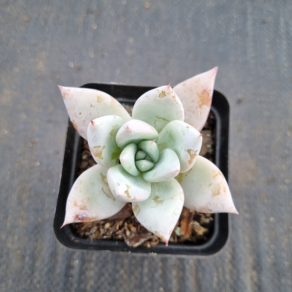 Echeveria Mexican Giant 墨西哥巨人