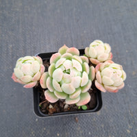 Echeveria Japanese Raspberry Ice 日冰小群