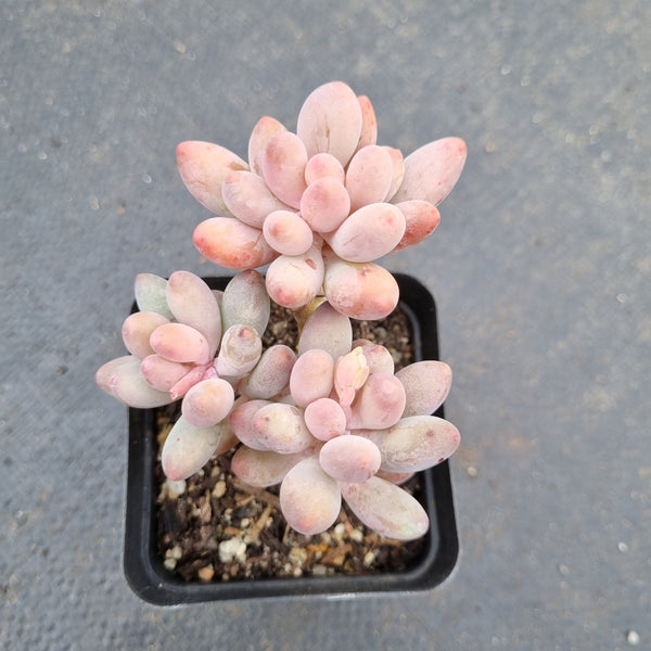 Pachyphytum Baby Finger hybrid 婴儿手指杂