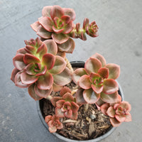 11cm pot Echeveria Melaco 巧克力方砖11cm盆