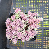 Sedum Dasyphyllum 'Lilac Mound' 大姬星美人