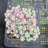 Sedum Dasyphyllum 'Lilac Mound' 大姬星美人