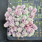 Sedum Dasyphyllum 'Lilac Mound' 大姬星美人