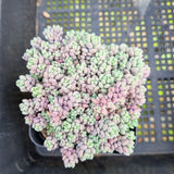 Sedum Dasyphyllum 'Lilac Mound' 大姬星美人