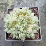 9cm pot Haworthia Silver Swirls  白斑玉露9cm盆