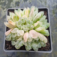 9cm pot Haworthia Silver Swirls  白斑玉露9cm盆