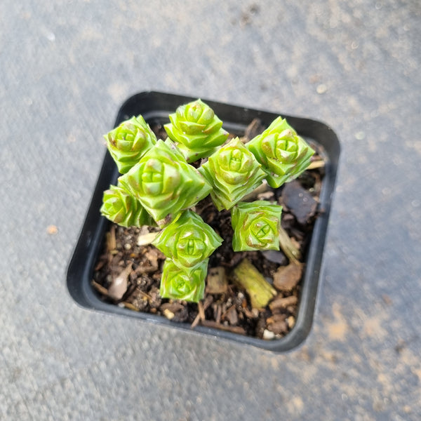 Crassula Marchandii 寿无限