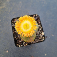 Pleiospilos Nelii 帝玉