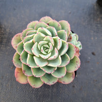 Echeveria Lara