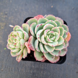 Echeveria Lara