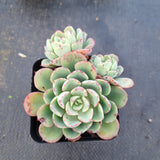 Echeveria Lara