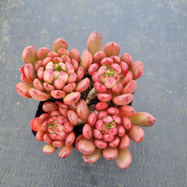 Graptoveria ‘Pink Ruby’ 红宝石