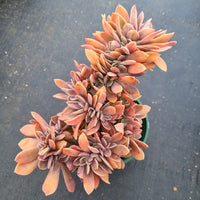 11cm pot Graptoveria Fred Ives crested 紫鹤缀化