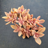 Graptoveria Fred Ives crested 紫鹤缀化