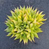 Haworthia no ID