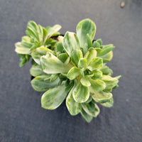 Aeonium 'Harry Mak' aka. 'Suncup' - castello paivae variegated 爱染锦