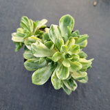 Aeonium 'Harry Mak' aka. 'Suncup' - castello paivae variegated 爱染锦