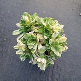 Aeonium 'Harry Mak' aka. 'Suncup' - castello paivae variegated 爱染锦