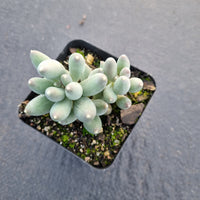 Pachyphytum oviferum 'Kyobijin' 京美人