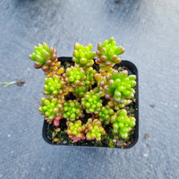 Sedum Rubrotinctum 'Redberry' 红色浆果