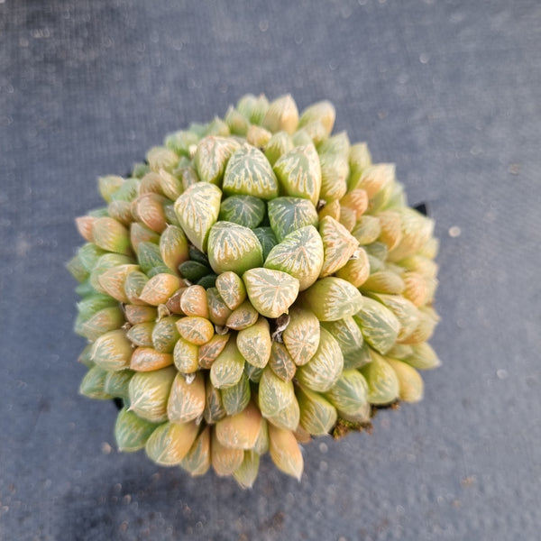 Haworthia no ID