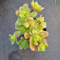 Aeonium saundersii 橄榄球玫瑰