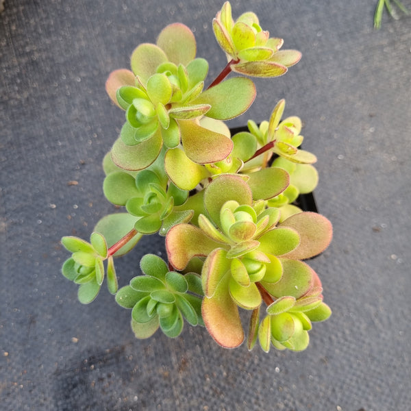 Aeonium saundersii 橄榄球玫瑰