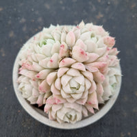 11cm pot Echeveria elegans Alba  白月影