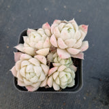 Echeveria elegans Alba 白月影小群