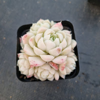 Echeveria elegans Alba 白月影小群