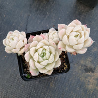 Echeveria elegans Alba 白月影小群