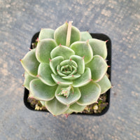 Echeveria agavoides ‘Fortune Star’ 福星