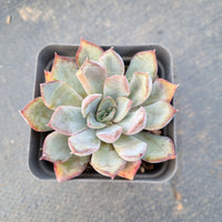 Echeveria Dark Ice 暗冰