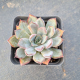 Echeveria Dark Ice 暗冰