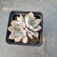 Echeveria Dark Ice 暗冰