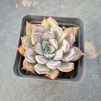 Echeveria Dark Ice 暗冰