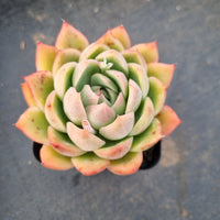 Echeveria Pink Crystal 水晶