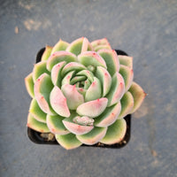 Echeveria Pink Crystal 水晶