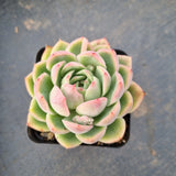 Echeveria Pink Crystal 水晶