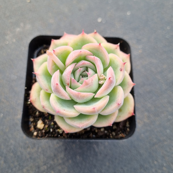 Echeveria silhouette 侧影