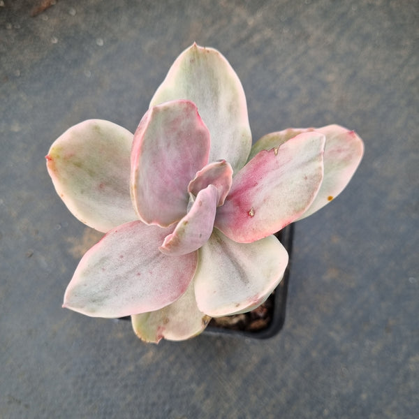 Echeveria Decora (variegated plants) 德克拉锦