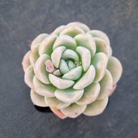 Echeveria Ice Green 冰玉