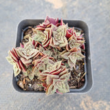 Crassula exilis ssp cooperi