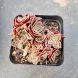 Crassula exilis ssp cooperi