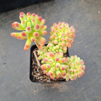 Sedum Pachyphyllum Crested 乙女心缀化