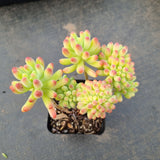 Sedum Pachyphyllum Crested 乙女心缀化